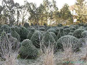 Buchs-Wald